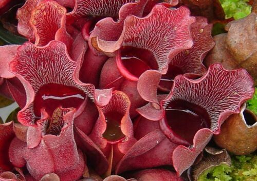 Sarracenia purpurea venosa - sarracenia,