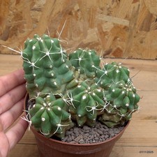 Echinocereus triglochidiatus