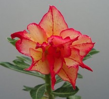 5 semi di Adenium obesum GOLDEN CARROT - ROSA DEL DESERTO