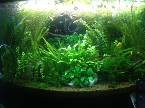 Ottimo acquario angolare - acquario,