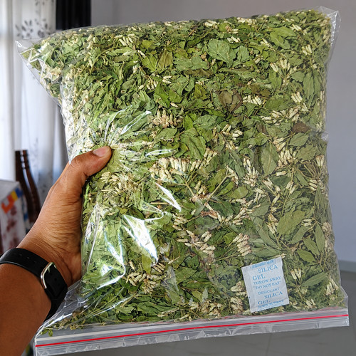 Mexican dream herb - dream, calea