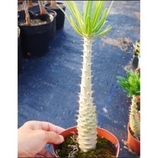 Pianta di cactus succulenta