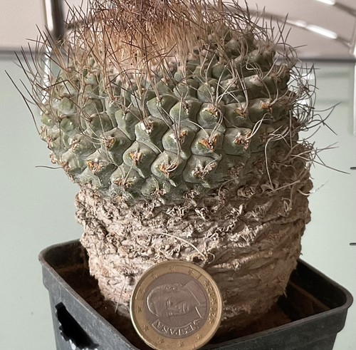 Cactus strombocactus - cactus,