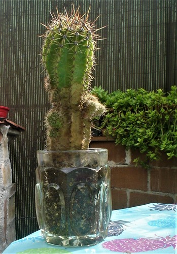 Boccale birra spina cactus - "boccale,