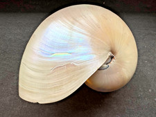 Grande Nautilus pompilius -