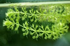 10 SEMI ALDROVANDA VESICULOSA, semi selezionati + OMAGGIO