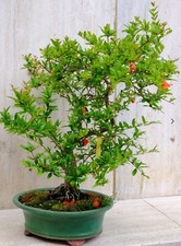 Prebonsai bonsai melograqno - prebonsai,