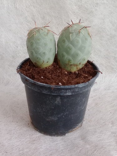 Tephrocactus geometricus 2 - tephrocactus,