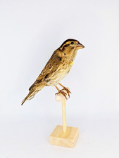 Taxidermy, Cabinet De Curiosites : Passera Lagia  (Petronia petronia)