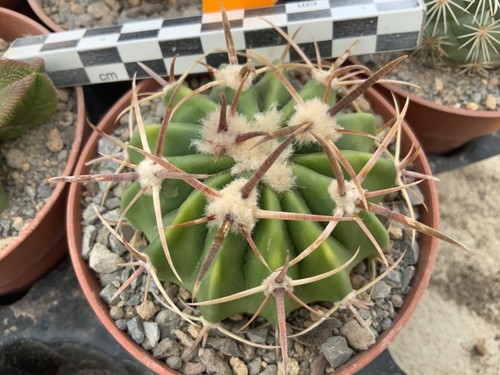583 echinocactus texensis - 583,