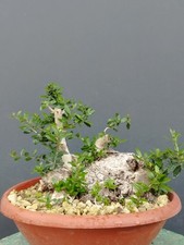 Bonsai Olivastro 30x25cm In
