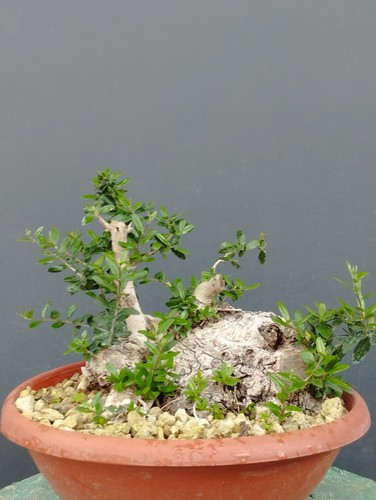 Bonsai olivastro 30x25cm - 30x25cm, in