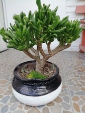 Crassula ovata Gollum " oreja