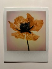1 x Polaroid, edizione