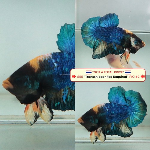 Pesce betta vivo - pesce,