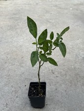 Pepino melon plant - pepino, 8”