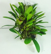 Bulbophyllum medusae, specie