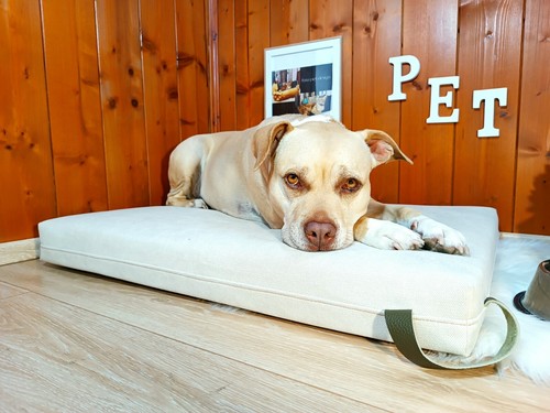 Cuccia letto per - cuccia, gatti