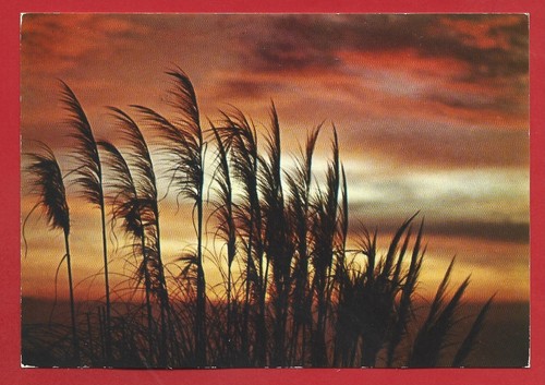 Cartolina italia tramonto - cartolina,