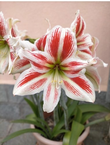 Bulbo amaryllis diametro - 1, di