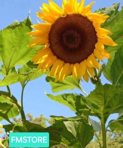 Girasole gigante sunflower - girasole,