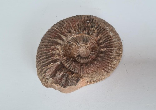 Ammonite perisphinctes fossile