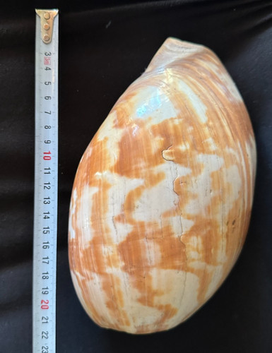 Conchiglia marina melo - conchiglia,