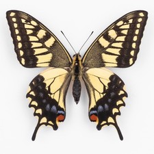 Papilio Machaon Ippocrate ♂