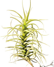 Tillandsia