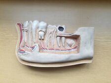 Modello anatomico sezione denti e mandibola vintage Edizioni Paravia Anni 40 