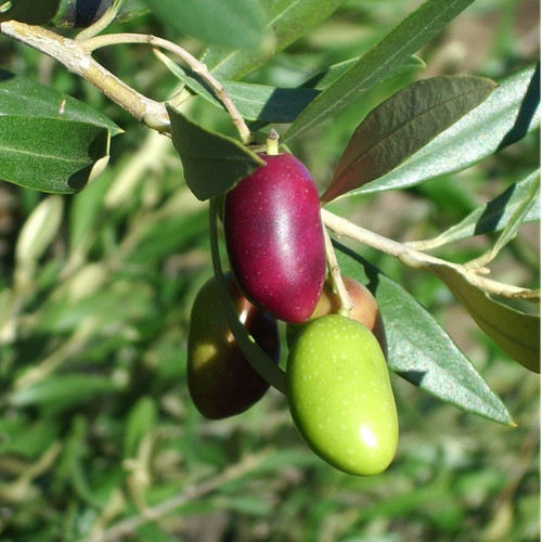 Olea europaea semi - olea, europaea,