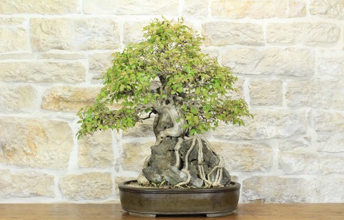 Bonsai carpino coreano con - carpino,