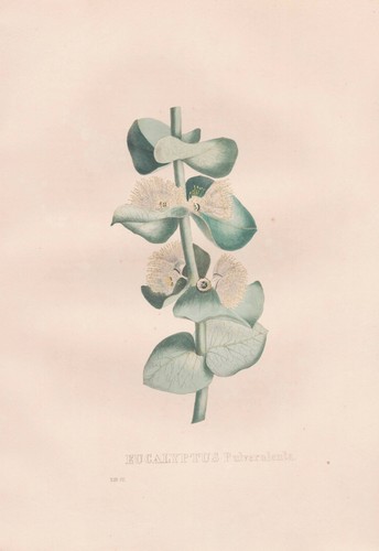 Eucalipto litografia botanica - eucalipto,