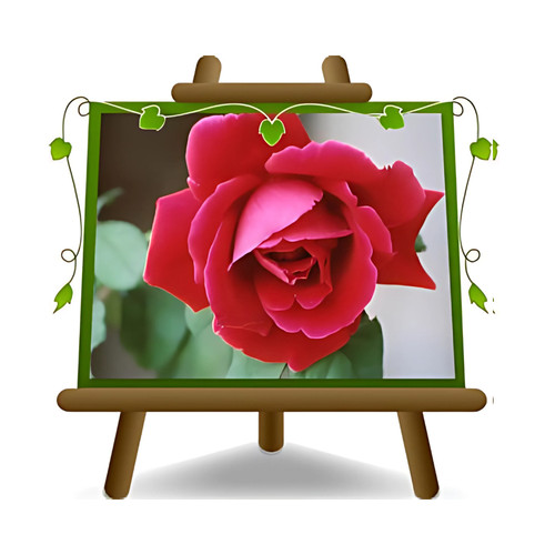 Rosa alberello rosso cremisi - rosa,