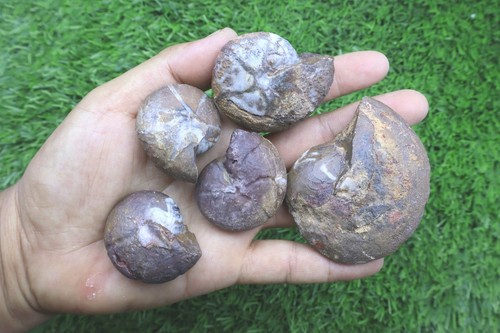 Maenoceras goniatite - 5,