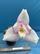 Lycaste Auburn X skinneri Pink