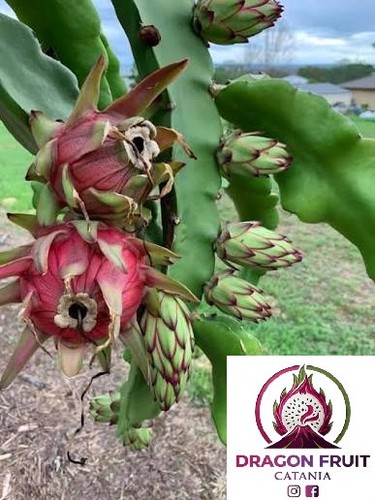 Pianta pitaya frutto - pianta,