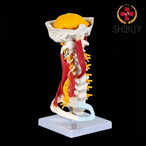 Modello anatomico muscolare