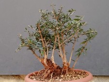 Bonsai Olivastro 26x13cm In