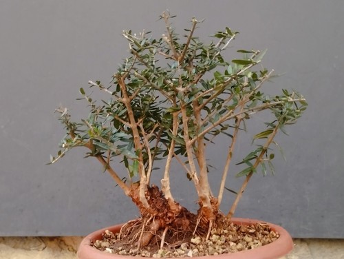Bonsai olivastro 26x13cm - olivastro,
