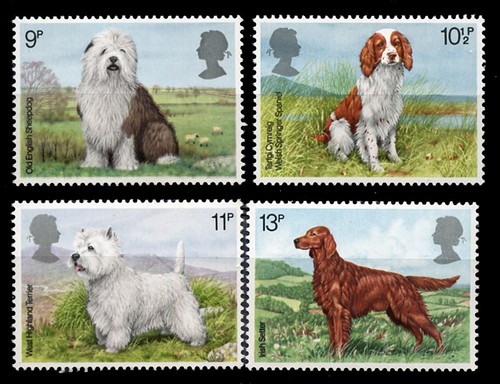 Old english sheepdog irish - old,