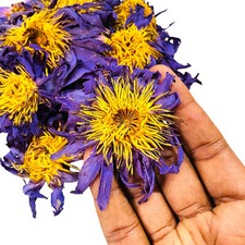 Premium Blue Lotus Nymphaea