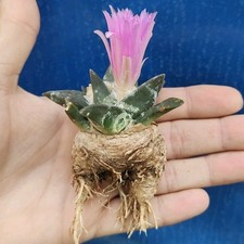 Ariocarpus confusus MMR 19