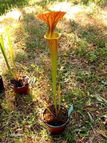 Sarracenia flava var cuprea - sarracenia,
