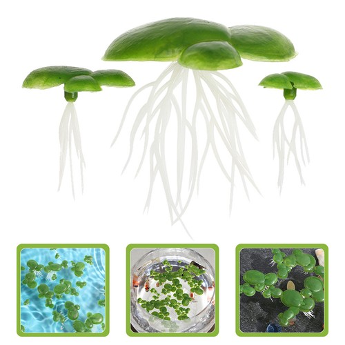 Piante acquario accessori per - piante,