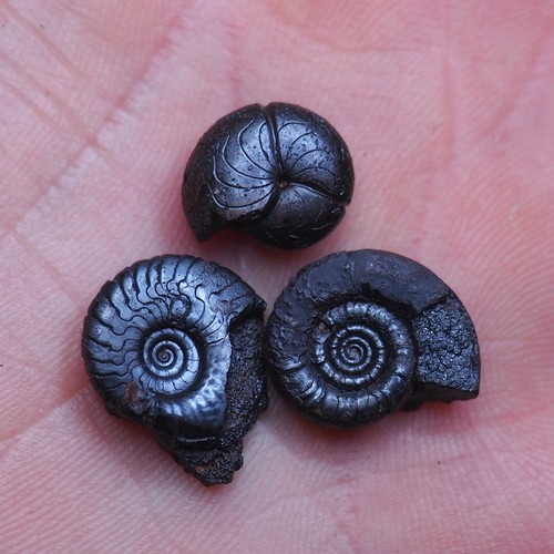 Goniatite ematite fossile