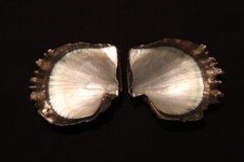 Tropical Pearl Oyster pairs