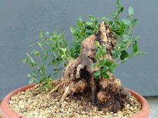 Bonsai Olivastro 23x20cm In