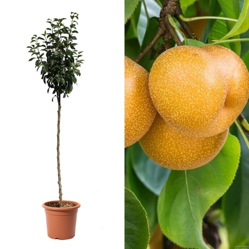 Pianta frutto pero nashi - frutto,