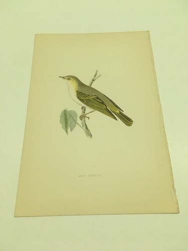 Stampe antiche uccelli - -, rev